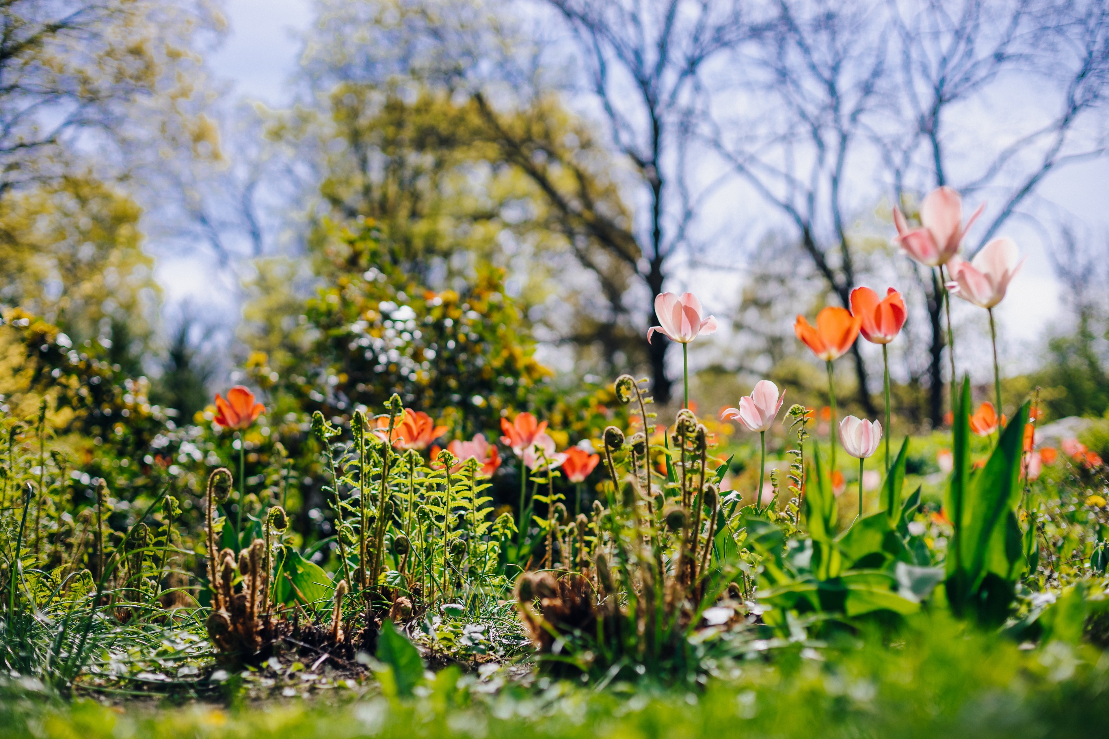 Colorful tulips in a vibrant spring garden with greenery.